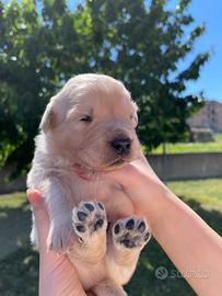 Cuccioli Golden Retriever