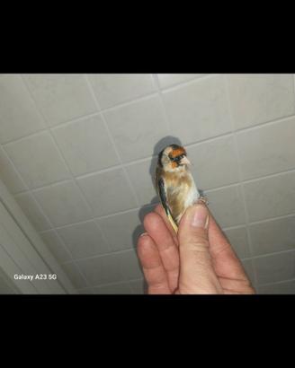 Cardellino