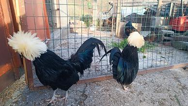 Gallo olandese ciuffato