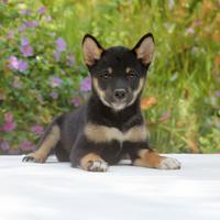 Cucciolina femmina di Shiba Inu nero focato