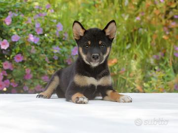 Cucciolina femmina di Shiba Inu nero focato