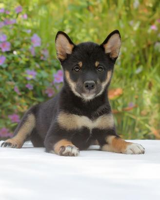 Cucciolina femmina di Shiba Inu nero focato