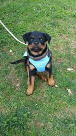 Cucciola rottweiler con pedigree