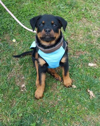 Cucciola rottweiler con pedigree