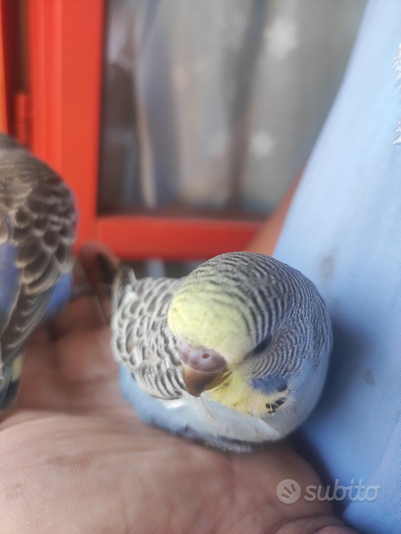 pappagallino-animali-in-vendita-a-milano