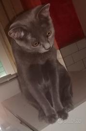 Gattina (simil) certosina