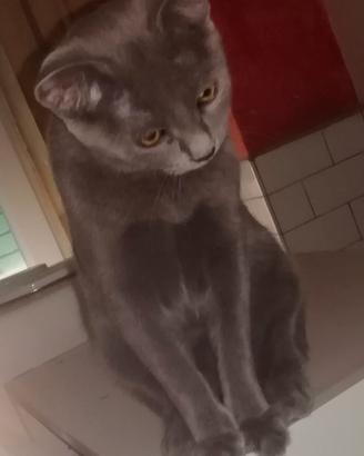 Gattina (simil) certosina