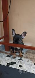 Bulldog francese