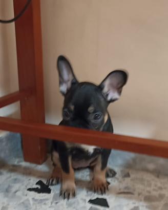 Bulldog francese