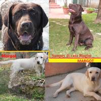 Labrador Retriever neri