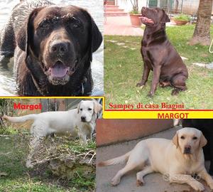 Labrador Retriever neri