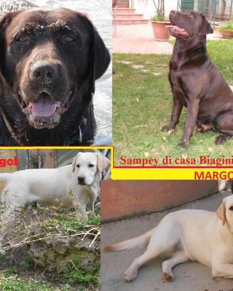 Labrador Retriever neri