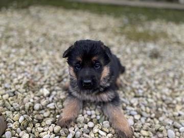 Cuccioli pastore tedesco