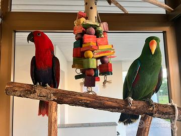 Coppia Pappagalli Eclectus CITES maschio e femmina