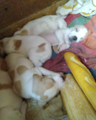 Cuccioloni