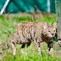 Savannah F5 adozione