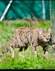 Savannah F5 adozione