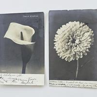 3 CARTOLINE ANTICHE FIORI - aster - rosa - calla