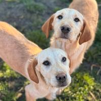 Cuccioli mix LABRADOR dolcissimii