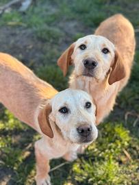 Cuccioli mix LABRADOR dolcissimii