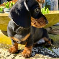 Bassotto a pelo corto