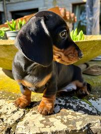 Bassotto a pelo corto