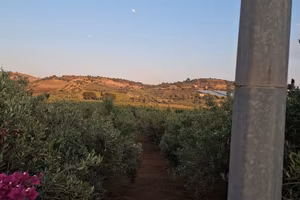 terreno con uliveto di 2 tumoli 