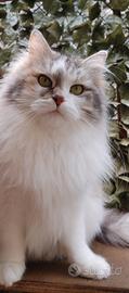 Gatto siberiano