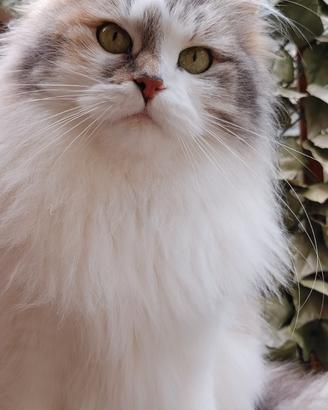 Gatto siberiano