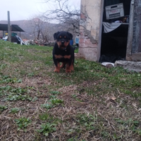 Cuccioli rottweiler