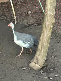 Faraone pezzate e bianca