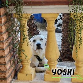 YOSHI: cucciolo
