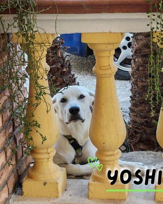 YOSHI: cucciolo