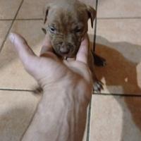 Ultimi cuccioli pitbull