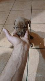 Ultimi cuccioli pitbull