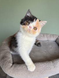Exotic Shorthair calico