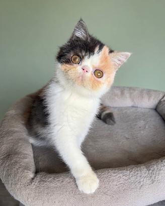 Exotic Shorthair calico