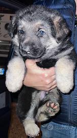 Cuccioli di pastore tedesco