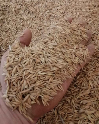 Avena Sarda 40 il quintale