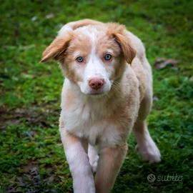Cuccioli Golden retriever Border collie