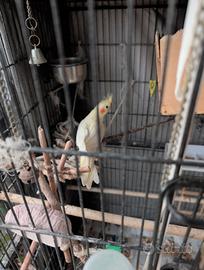 Uccelli