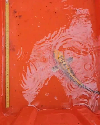 Carpe koi