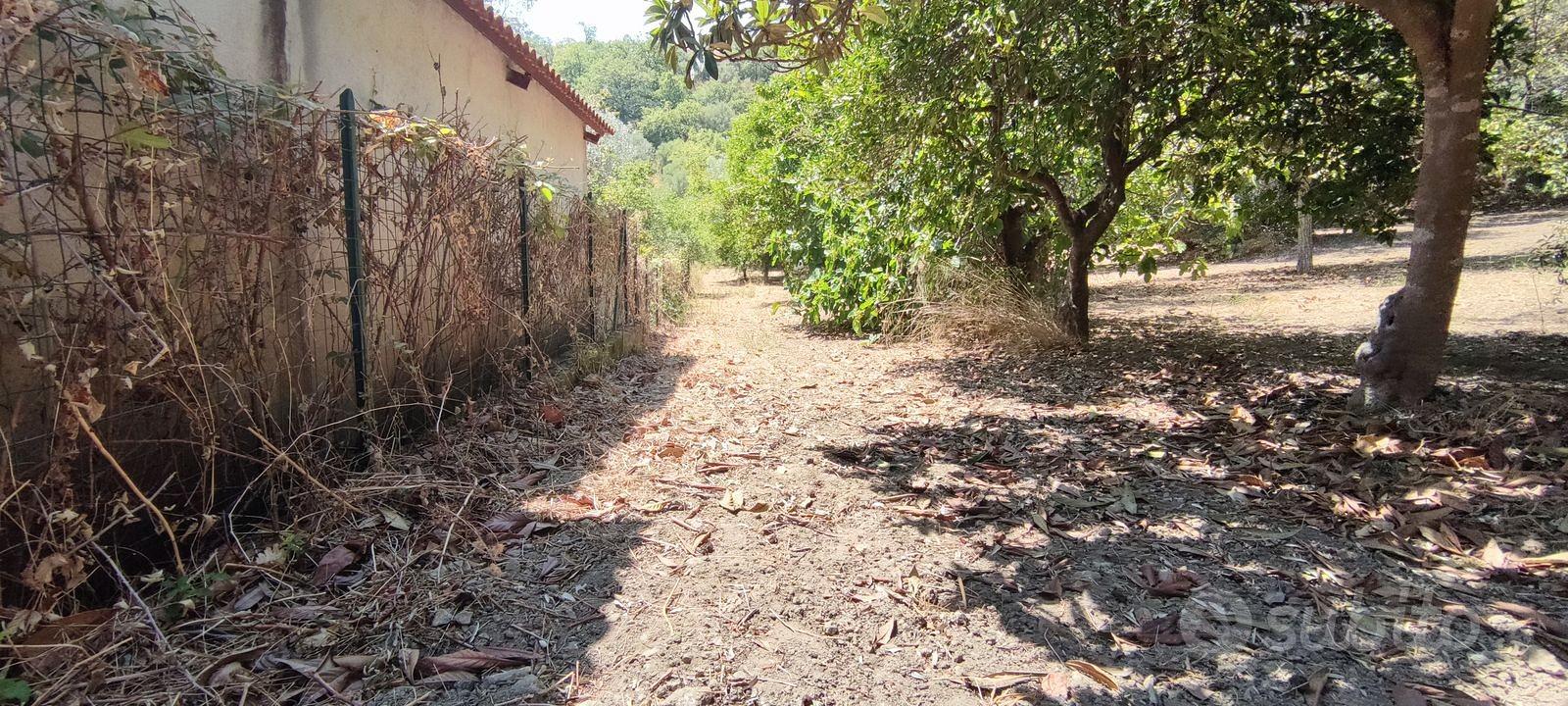 TERRENO 2430mQ ULIVETO,AGRUMETO,QUERCE,FICHI,NOCI - Altro