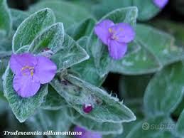 pianta tradescantia
