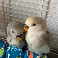 Pulì di roseycollins