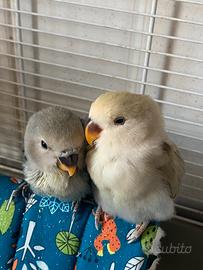 Pulì di roseycollins