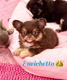 Chihuahua choco tan