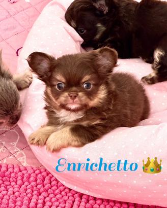 Chihuahua choco tan