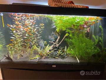 Hydrocotyle Leucocephala- pianta per acquario