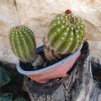 coppia cactus 